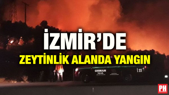 İZMİR’DE ZEYTİNLİK ALANDA YANGIN