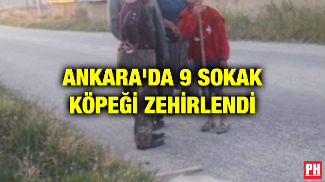 ANKARA’DA 9 SOKAK KÖPEĞİ ZEHİRLENDİ