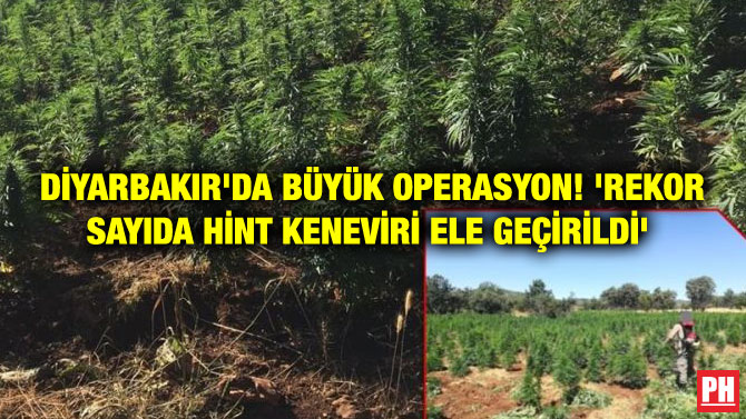 DİYARBAKIR’DA BÜYÜK OPERASYON! ‘REKOR SAYIDA HİNT KENEVİRİ ELE GEÇİRİLDİ’