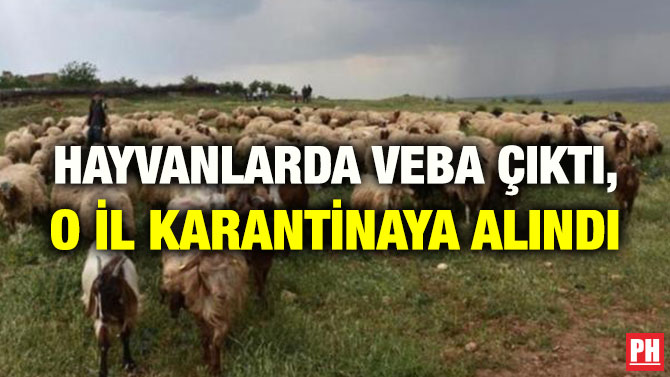 HAYVANLARDA VEBA ÇIKTI, O İL KARANTİNAYA ALINDI