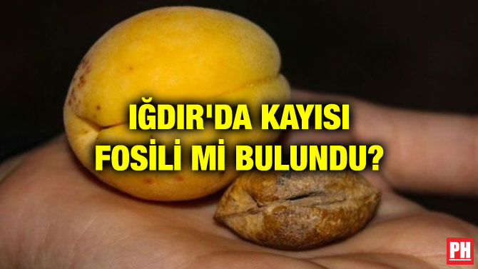 IĞDIR’DA KAYISI FOSİLİ Mİ BULUNDU?