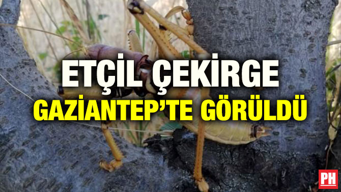 ETÇİL DEV ÇEKİRGE ADIYAMAN’DA GÖRÜLDÜ
