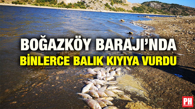 BOĞAZKÖY BARAJI’NDA BİNLERCE BALIK KIYIYA VURDU