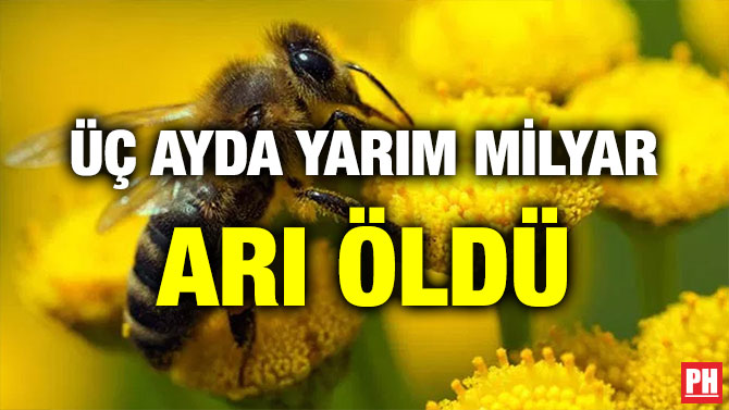 ÜÇ AYDA YARIM MİLYAR ARI ÖLDÜ