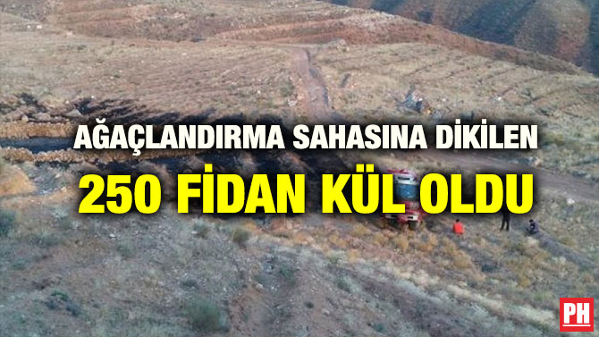 AĞAÇLANDIRMA SAHASINA DİKİLEN 250 FİDAN KÜL OLDU