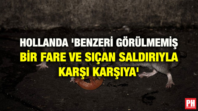 HOLLANDA ‘BENZERİ GÖRÜLMEMİŞ BİR FARE VE SIÇAN SALDIRIYLA KARŞI KARŞIYA’