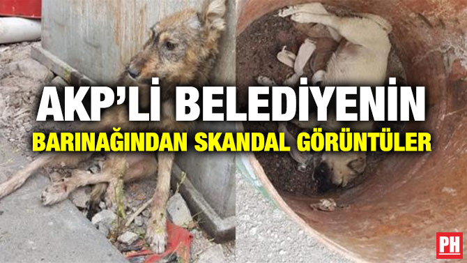 AKP’Lİ BELEDİYENİN BARINAĞINDAN SKANDAL GÖRÜNTÜLER