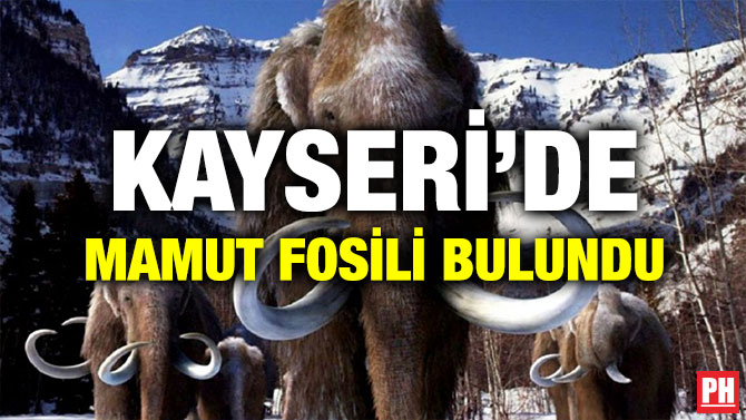 KAYSERİ’DE MAMUT FOSİLİ BULUNDU