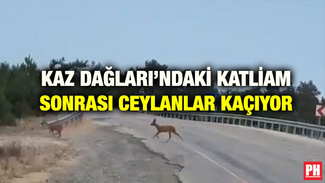 KAZ DAĞLARI’NDAKİ KATLİAM SONRASI CEYLANLAR KAÇIYOR
