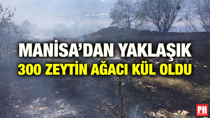 MANİSA’DAN YAKLAŞIK 300 ZEYTİN AĞACI KÜL OLDU