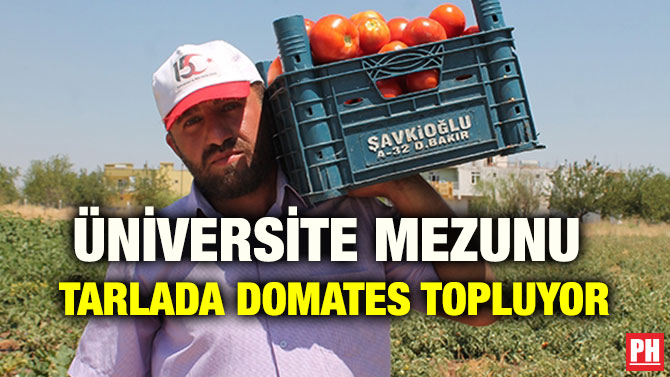 ÜNİVERSİTE MEZUNU TARLADA DOMATES TOPLUYOR