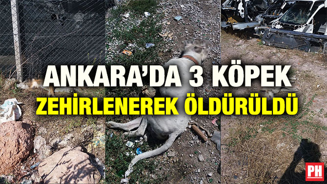 ANKARA’DA 3 KÖPEK ZEHİRLENEREK ÖLDÜRÜLDÜ