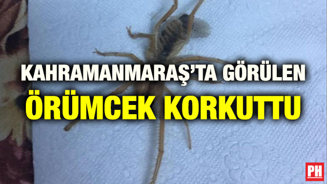 KAHRAMANMARAŞ’TA GÖRÜLEN ÖRÜMCEK KORKUTTU