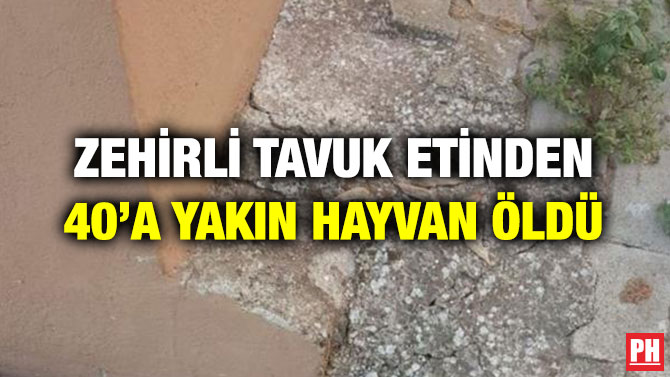 ZEHİRLİ TAVUK ETİNDEN 40’A YAKIN HAYVAN ÖLDÜ