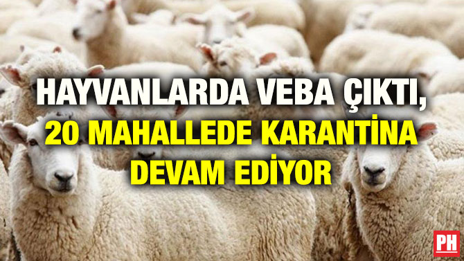 HAYVANLARDA VEBA ÇIKTI, 20 MAHALLEDE KARANTİNA DEVAM EDİYOR