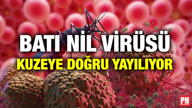 BATI NİL VİRÜSÜ KUZEYE DOĞRU YAYILIYOR