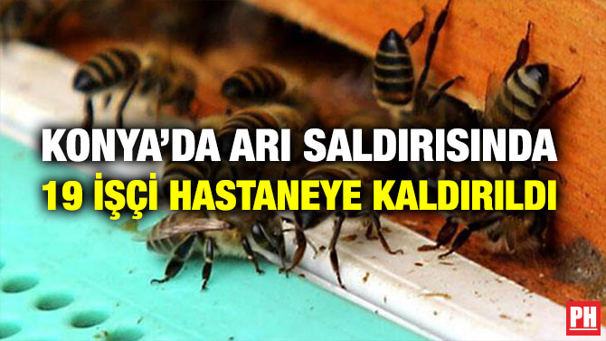 KONYA’DA ARI SALDIRISINDA 19 İŞÇİ HASTANEYE KALDIRILDI