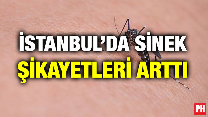 İSTANBUL’DA SİNEK ŞİKAYETLERİ ARTTI