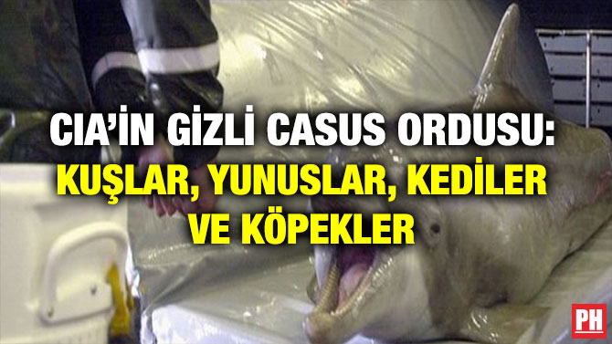 CIA’İN GİZLİ CASUS ORDUSU: KUŞLAR, YUNUSLAR, KEDİLER VE KÖPEKLER