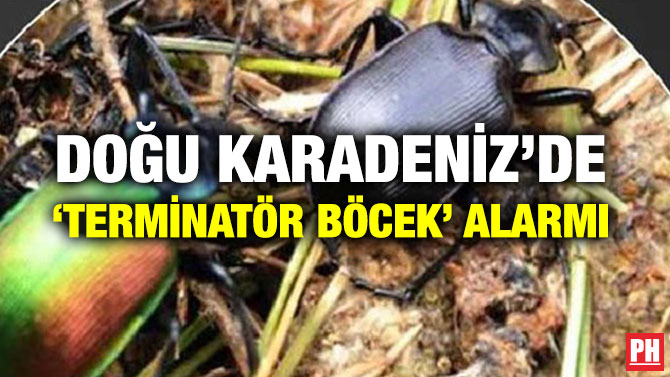 DOĞU KARADENİZ’DE ‘TERMİNATÖR BÖCEK’ ALARMI