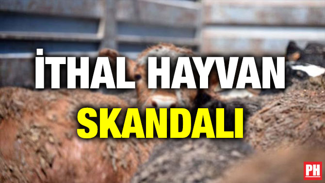 İTHAL HAYVAN SKANDALI