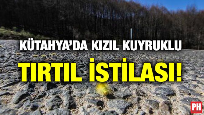 KÜTAHYA’DA KIZIL KUYRUKLU TIRTIL İSTİLASI!