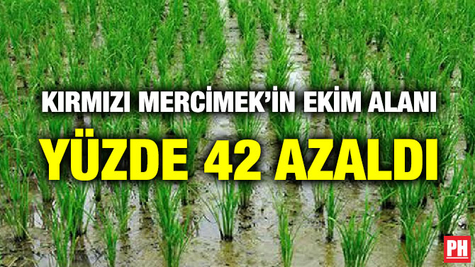 KIRMIZI MERCİMEK’İN EKİM ALANI YÜZDE 42 AZALDI