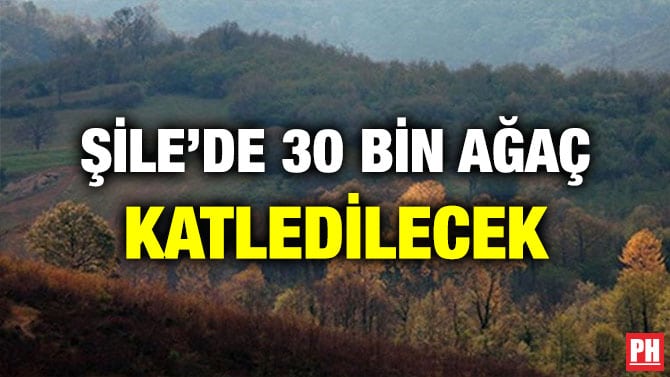 ŞİLE’DE 30 BİN AĞAÇ KATLEDİLECEK