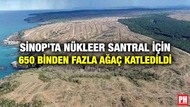 SİNOP’TA NÜKLEER SANTRAL İÇİN 650 BİNDEN FAZLA AĞAÇ KATLEDİLDİ