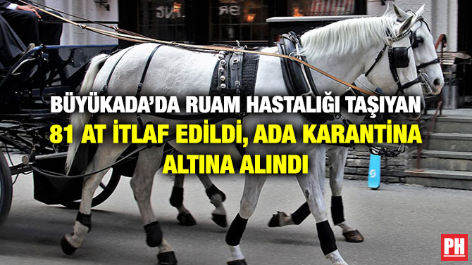 BÜYÜKADA’DA RUAM HASTALIĞI TAŞIYAN 81 AT İTLAF EDİLDİ, ADA KARANTİNA ALTINA ALINDI