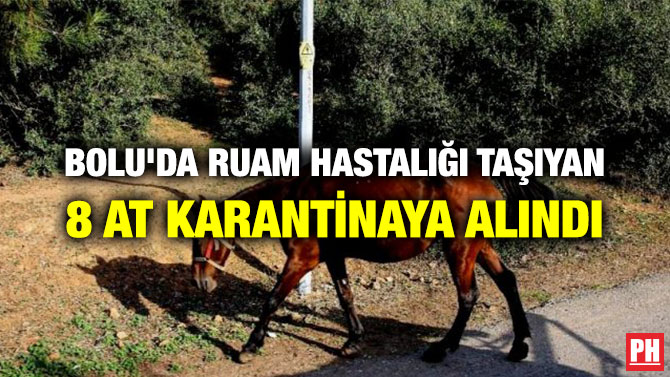 BOLU’DA RUAM HASTALIĞI TAŞIYAN 8 AT KARANTİNAYA ALINDI