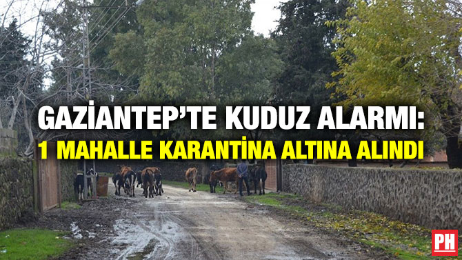 GAZİANTEP’TE KUDUZ ALARMI: 1 MAHALLE KARANTİNA ALTINA ALINDI