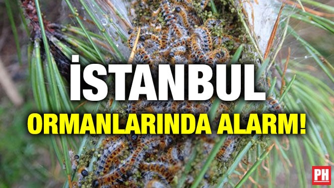 İSTANBUL ORMANLARINDA ALARM!
