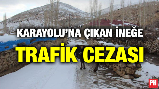 KARAYOLU’NA ÇIKAN İNEĞE TRAFİK CEZASI