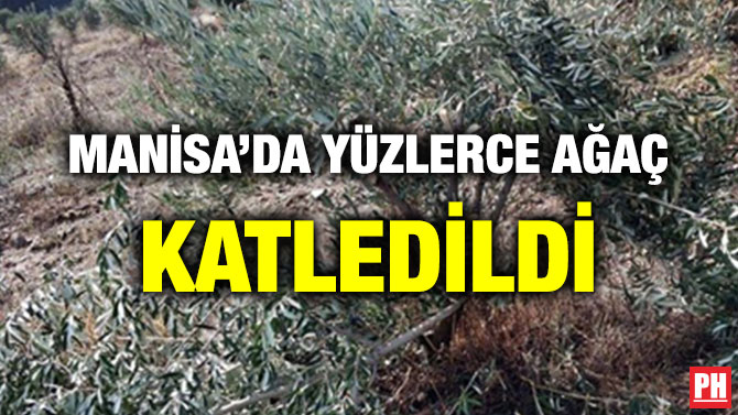 MANİSA’DA YÜZLERCE AĞAÇ KATLEDİLDİ