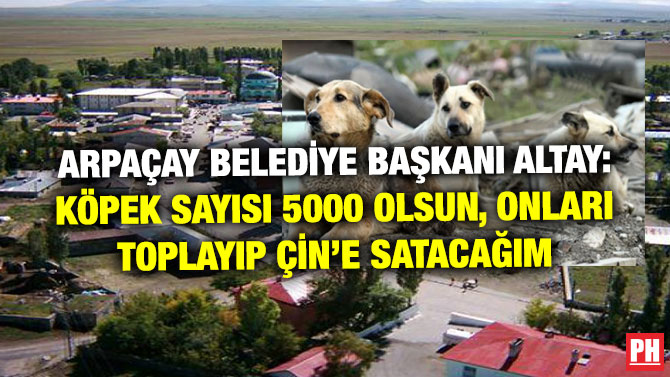 ARPAÇAY BELEDİYE BAŞKANI ALTAY: KÖPEK SAYISI 5000 OLSUN, ONLARI TOPLAYIP ÇİN’E SATACAĞIM