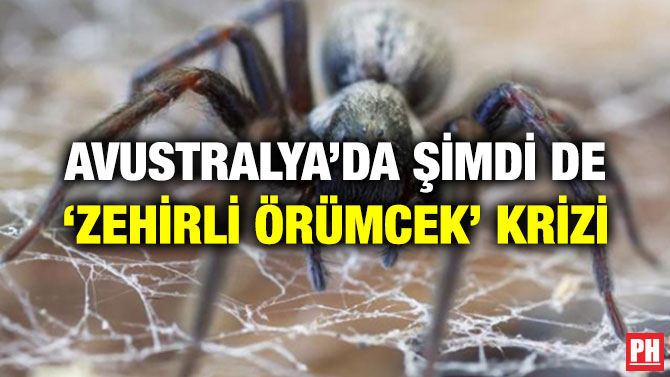 AVUSTRALYA’DA ŞİMDİ DE ‘ZEHİRLİ ÖRÜMCEK’ KRİZİ