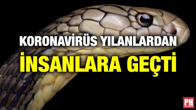 KORONAVİRÜS YILANLARDAN İNSANLARA GEÇTİ