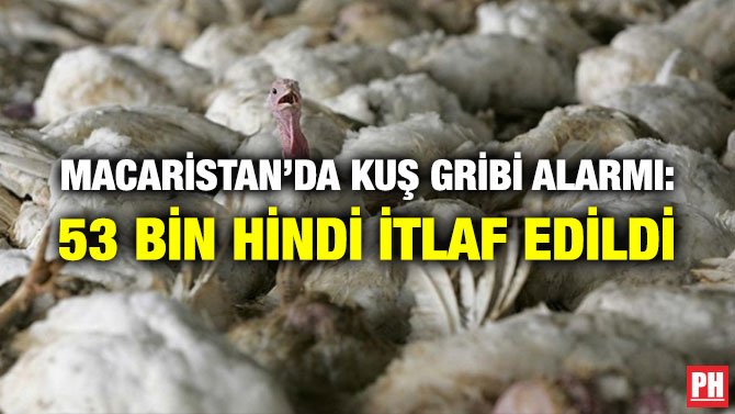 MACARİSTAN’DA KUŞ GRİBİ ALARMI: 53 BİN HİNDİ İTLAF EDİLDİ