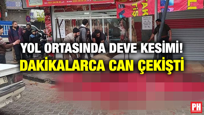 YOL ORTASINDA DEVE KESİMİ! DAKİKALARCA CAN ÇEKİŞTİ