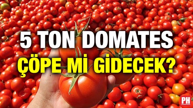 5 TON DOMATES ÇÖPE Mİ GİDECEK?