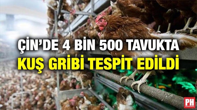 ÇİN’DE 4 BİN 500 TAVUKTA KUŞ GRİBİ TESPİT EDİLDİ