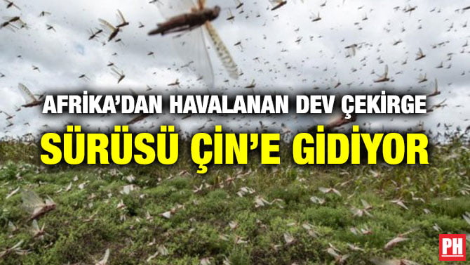 AFRİKA’DAN HAVALANAN DEV ÇEKİRGE SÜRÜSÜ ÇİN’E GİDİYOR