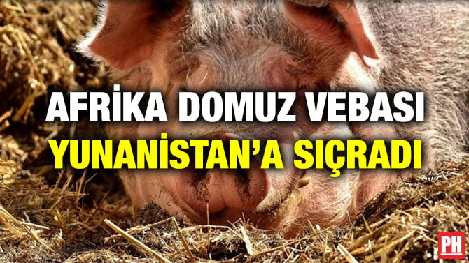 AFRİKA DOMUZ VEBASI YUNANİSTAN’A SIÇRADI
