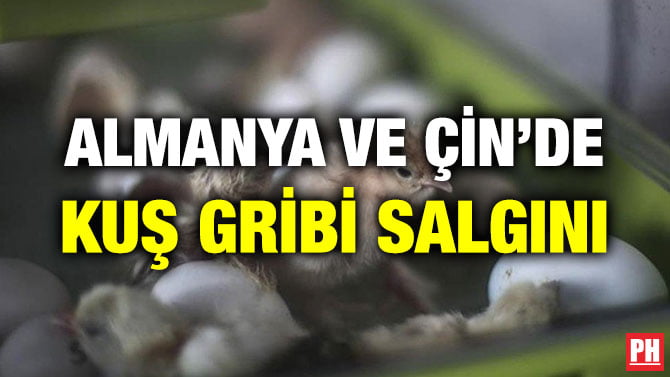 ALMANYA VE ÇİN’DE KUŞ GRİBİ SALGINI