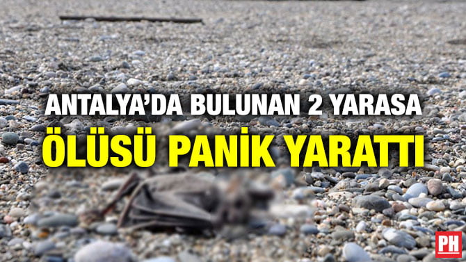 ANTALYA’DA BULUNAN 2 YARASA ÖLÜSÜ PANİK YARATTI