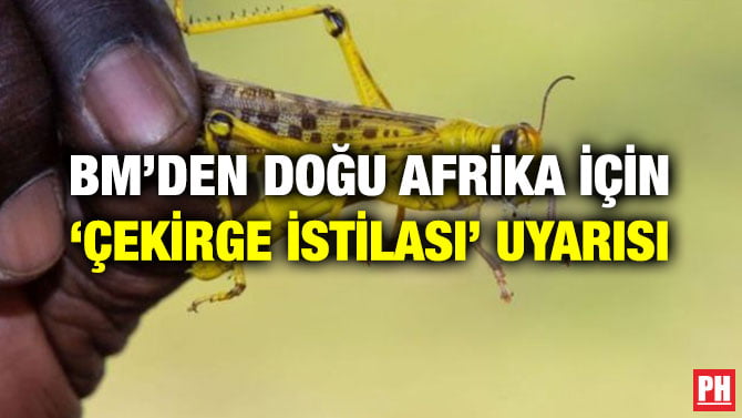 BM’DEN DOĞU AFRİKA İÇİN ‘ÇEKİRGE İSTİLASI’ UYARISI