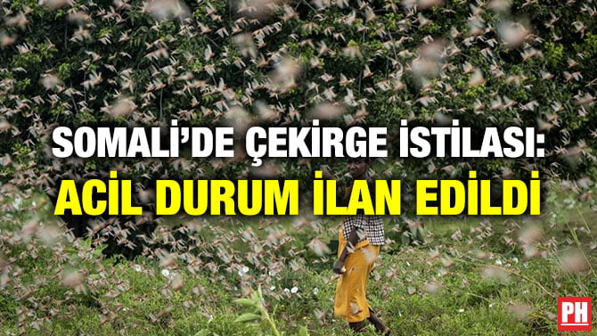 SOMALİ’DE ÇEKİRGE İSTİLASI: ACİL DURUM İLAN EDİLDİ