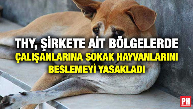THY, ŞİRKETE AİT BÖLGELERDE ÇALIŞANLARINA SOKAK HAYVANLARINI BESLEMEYİ YASAKLADI