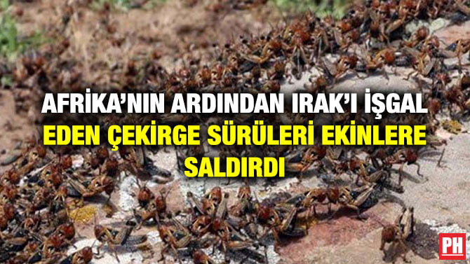 AFRİKA’NIN ARDINDAN IRAK’I İŞGAL EDEN ÇEKİRGE SÜRÜLERİ EKİNLERE SALDIRDI